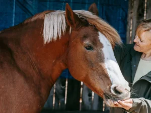 Certificate in Horse Care