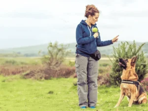Dog Training Business Pathway