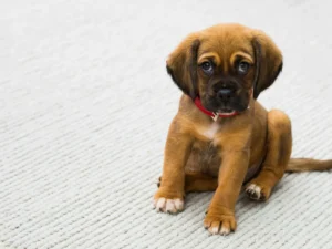 Dog Psychology, Behaviour & Training